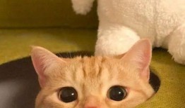 橘猫王者爆料视频,揭秘爆款游戏幕后制作秘辛